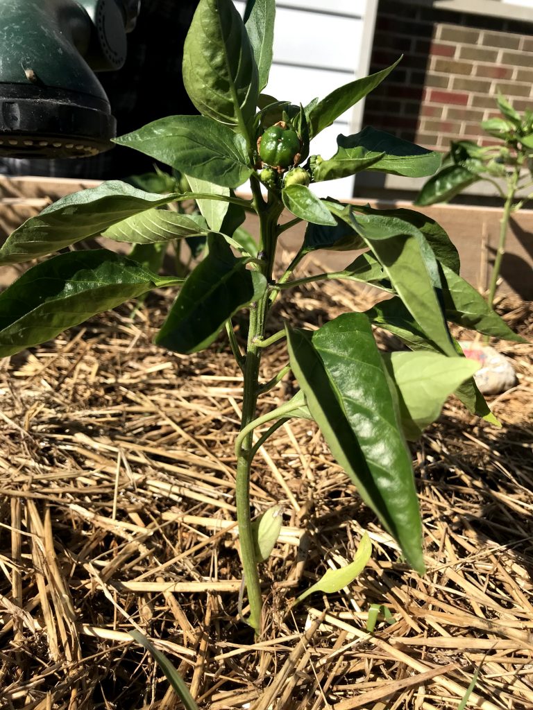 pepper in raised bed garden 
