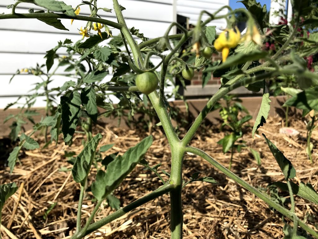 tomato plant in raised bed garden
